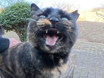 散歩中に猫からお誘い？ 「こっちついて来てニャ！」案内してくれた先は…