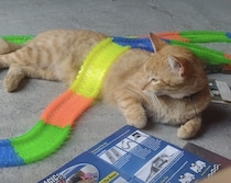 子どもの遊び相手をしていたら→オモチャの一部になっちゃった猫さん「 レールが乗っても気にしてニャいよ！」