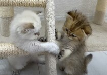 小さな本気？兄妹子猫のケンカが可愛すぎて勝敗がどうでもいい件