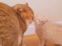 「この子がボクの娘？」子猫と初めて会ったパパ猫の反応が優しすぎた