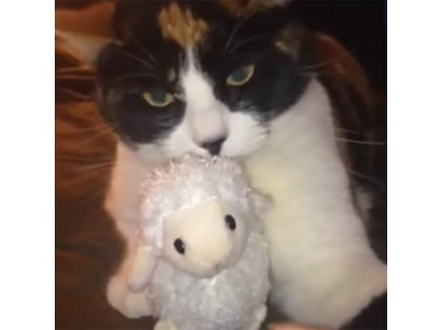 この子に触らニャいで！ お気に入りのぬいぐるみを守って猫パンチ！