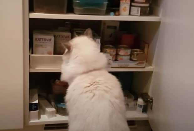 「知ってるよ！ ここに隠してるでしょ？」棚にオヤツがあることもお見通しな猫さんたち