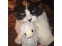 この子に触らニャいで！ お気に入りのぬいぐるみを守って猫パンチ！