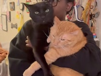 大喧嘩のあとにまさかの罰→強制ハグで仲直り？ 気まずそうにする猫たちが可愛い