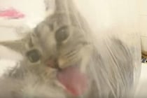びっくりさせないで〜！ シャワーを浴びてたら猫が変な行動に。