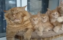 「若い子は元気だにゃ〜」 子猫の隣で爆睡するおじいちゃん猫