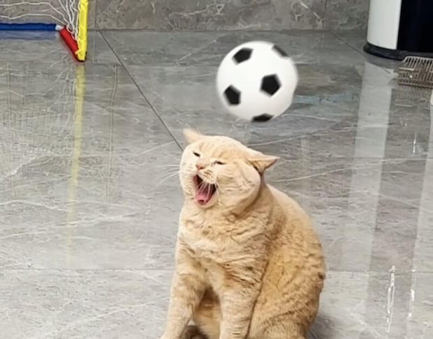 よそ見しちゃいかーん！ 猫ちゃんズのサッカー大会