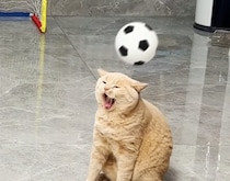 よそ見しちゃいかーん！ 猫ちゃんズのサッカー大会