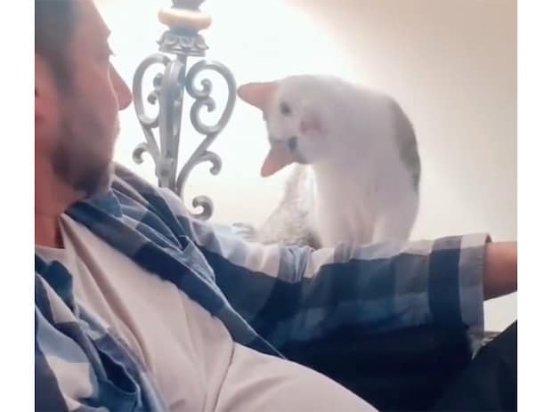 甘え上手な猫さん、「ナデて？」と首を傾げる角度も完璧！