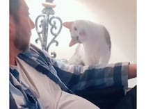 甘え上手な猫さん、「ナデて？」と首を傾げる角度も完璧！