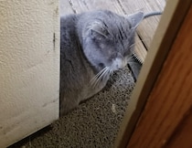 外出禁止にゃ。猫のせいで家から出られない(笑)