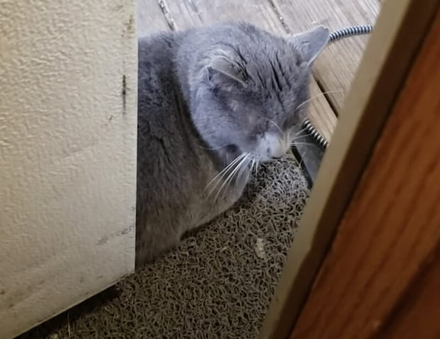 外出禁止にゃ。猫のせいで家から出られない(笑)