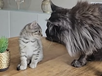 デカニャンコを見た子猫、大きい相手でも負けないぞ！