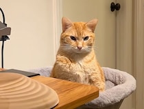 「あれ？ 会議は終わったの？」在宅勤務の見守りのはずが… 気づけば8時間熟睡していた猫さん