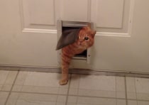 前は通れたのにっ！スリムに見えるけど、お腹がつっかえちゃう猫さん。