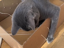 おやつが取れない…でも楽しい！ 飼い主さんの手作りおもちゃに夢中な猫さん