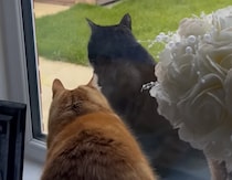 黒猫さん、こっち向いて！ ガラスを食い破ってでも気づいてもらいたい…