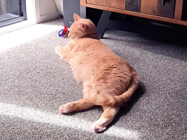 そよ風と日差しに包まれて… 茶トラ猫の最高のお昼寝時間