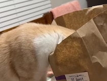 カサカサ音＋美味しそうな匂い＝猫がテーブルに登って来ないはずがない！