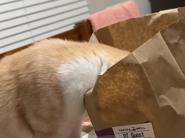 カサカサ音＋美味しそうな匂い＝猫がテーブルに登って来ないはずがない！