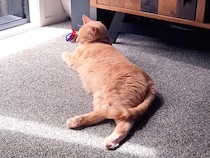 そよ風と日差しに包まれて… 茶トラ猫の最高のお昼寝時間