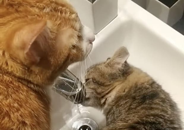 仲良くお水を飲んでいる猫、1匹だけ飲めない理由が笑える。