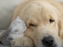 犬先輩で暖をとる子猫、今日みたいな寒い日は、犬さんとくっついて寝よう♡