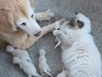 子猫のそばを離れないゴールデン、まるで一緒に子育て！