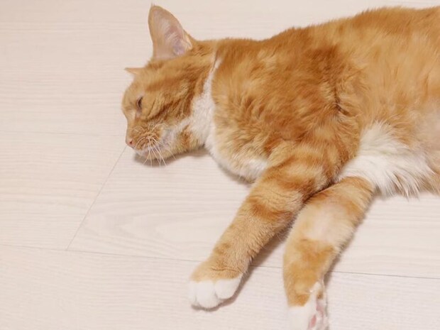 がん手術を乗り越えて、ツルツルに剃ったお腹が完全復活した猫さん