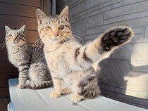 取材はお断りニャ！カメラを向けたら即・猫パンチ