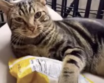 これは僕のだから！ ポテチを独り占めしたい猫さん。