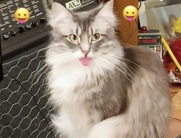 あの絵文字そっくりだ！ 飼い主さんに舌を出して…「ベーッ！」する猫