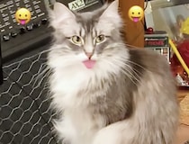 あの絵文字そっくりだ！ 飼い主さんに舌を出して…「ベーッ！」する猫