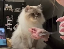 猫のあるある？ この音を聞くとどうしても反応しちゃう！