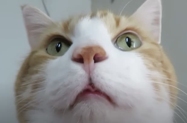 近っ！猫のおはようを無視していたら、グイグイきた！