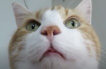 近っ！猫のおはようを無視していたら、グイグイきた！