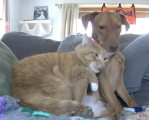 留守番中のペットの様子を覗き見！ 犬と猫は思った以上に仲良しでした