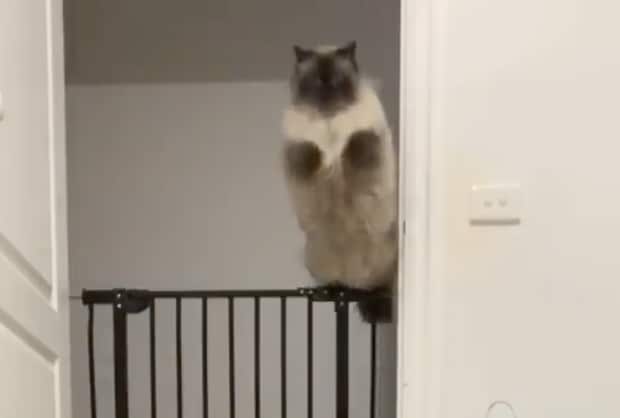 その飛び方なに!? びっくりする華麗なジャンプを見せる猫さん