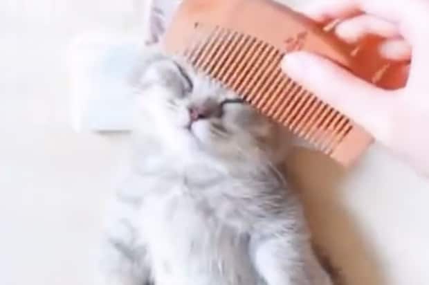 本日は全身コースでお願いにゃ。エステを受けている子猫さん。