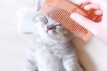 本日は全身コースでお願いにゃ。エステを受けている子猫さん。