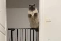 その飛び方なに!? びっくりする華麗なジャンプを見せる猫さん