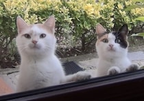 野良猫「朝ゴハンまだ？」の顔が可愛すぎる。毎朝窓から覗いて待機！