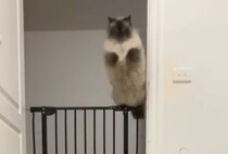 その飛び方なに!? びっくりする華麗なジャンプを見せる猫さん