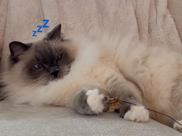 「猫じゃらし?あれは見てるだけでいいニャ」頭脳派な猫さんの好きなおもちゃはこっち!