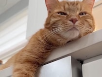 猫は知っていた。食洗機が動くと“あの場所”が一番あたたかいことを！