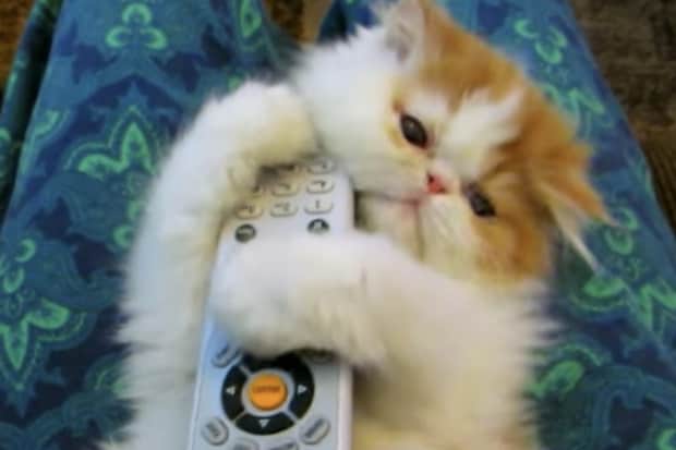 子猫「おもちゃだー♡(ギュッ)」なんにでも抱きついちゃう子猫が超絶可愛い。