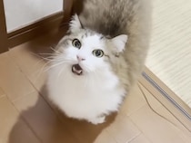 なぜこんなに後ろをついてくるの？ 猫さんの“伝えたいのに伝わらない”行動が可愛すぎた