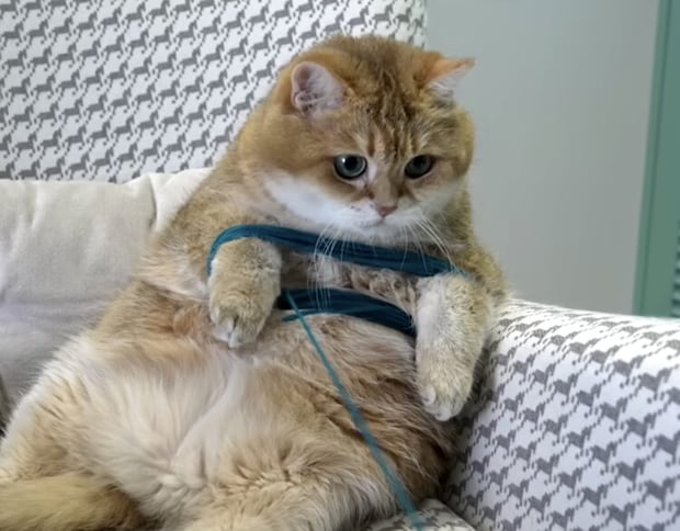 毛糸玉作るの手伝って！ 愛猫の手、借りてみた♡