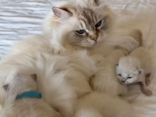 孫のお世話してるの! 子猫に囲まれている大きな猫さん。ママかと思ったら…まさかのおばあちゃんでした