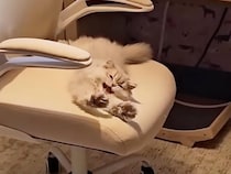 「そろそろ休憩かにゃ！」まるでお仕事中？ デスクチェアでくつろぐ子猫さんの姿に注目